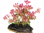 Деззи Иск.растение 8 см (блистер) роз.бутоны (5610009)