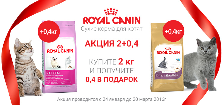 Котенок корм в подарок 987